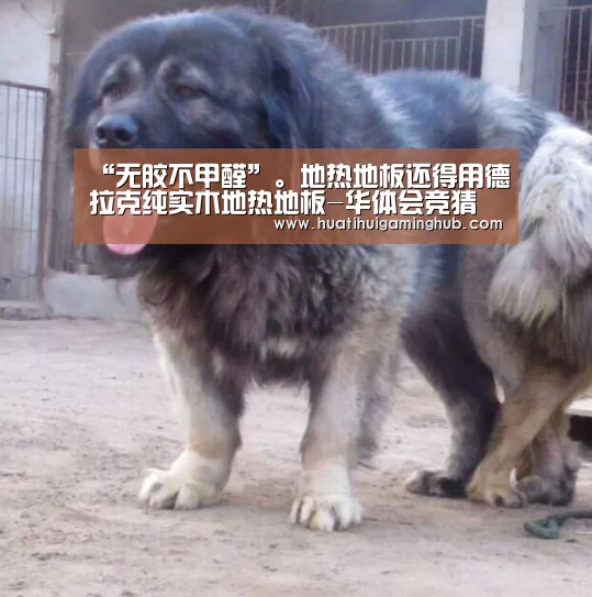 “无胶不甲醛”。地热地板还得用德拉克纯实木地热地板-华体会竞猜(图1) 华体会APP