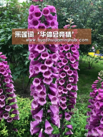 采莲词‘华体会竞猜’(图1) 华体会竞猜
