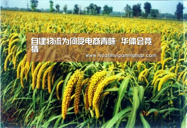 自建物流为何受电商青睐-华体会竞猜(图1) 华体会竞猜